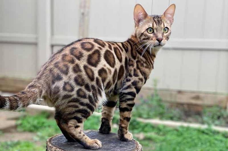 Domestic bengal cat for hot sale sale