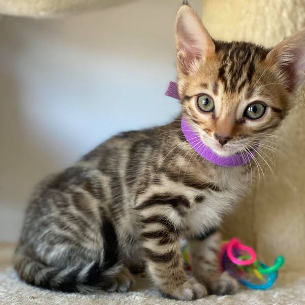 female 2.2 kitten Reginamur