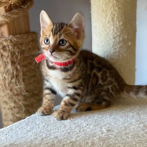 female 2.3 kitten Reginamur