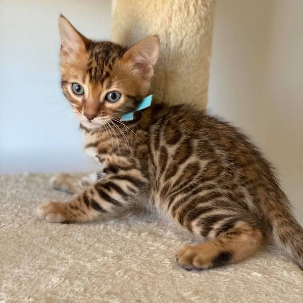 male 2.1 kitten Reginamur