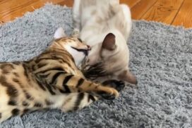 Bengal cat games