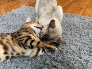 Bengal cat games