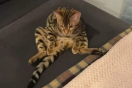 Cat in Yoga Pose
