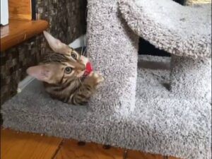 Cat plays with a mouse