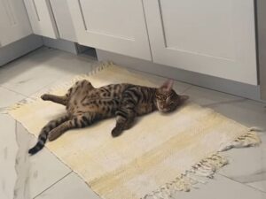 Bengal cat. I like to lay like this