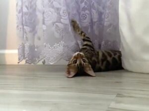 Kitten playing with curtains