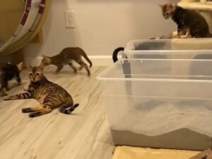 One minute out of busy bengals mom Afina life