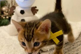 Bengal kitten 1.1.4