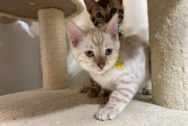 Bengal kitten 1.2.1