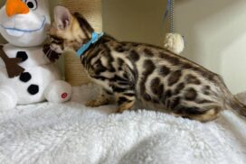 Bengal kitten 1.2.2