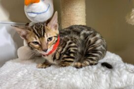 Bengal kitten 1.2.3