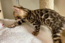 Bengal kitten 1.2.3