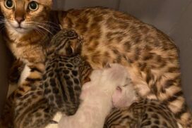 Bengal kittens for sale in New York City