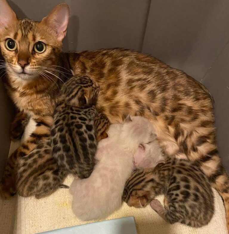 Bengal kittens sale New York Buying kitten from breeder