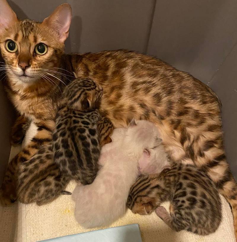 Bengal Kittens & Cats for Sale Near Me