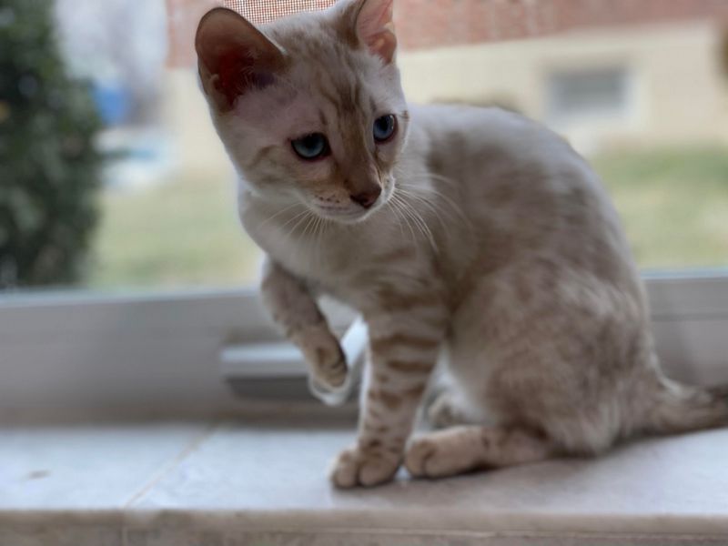 Bengal kitten 1.2.1