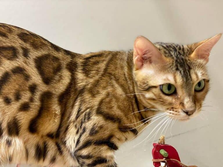 Bengal cat breeders in Philadelphia, Pennsylvania Bengal cat sale