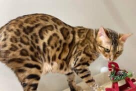 What temperament do bengal cats have in New York?