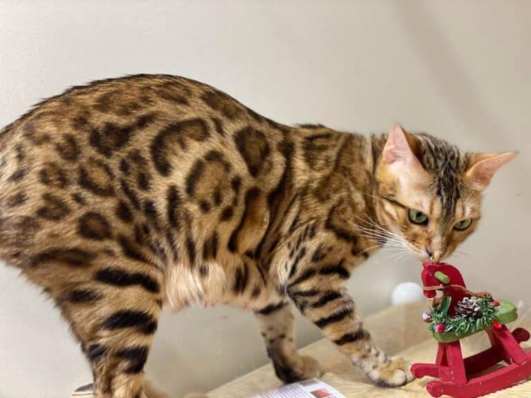 What temperament do bengal cats have? Reginamur