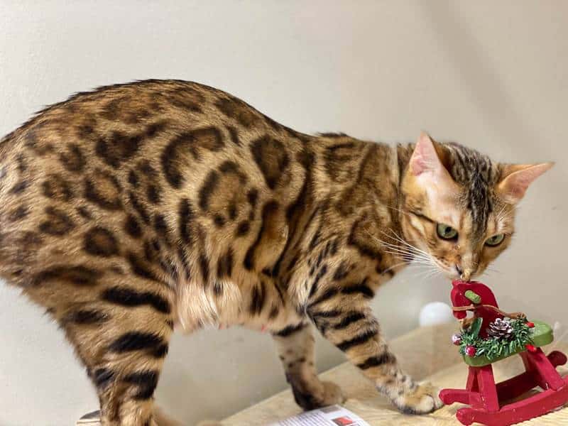 What temperament do bengal cats have in New York?