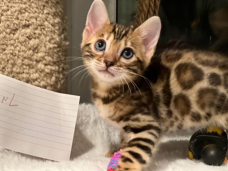 Bengal kitten Reginamur female L 1.1