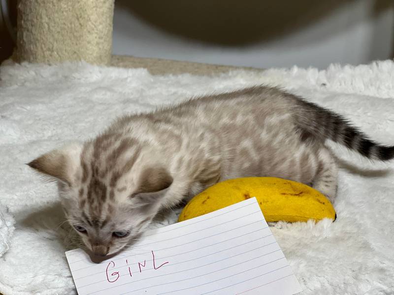 Bengal kitten Reginamur female S 1.2