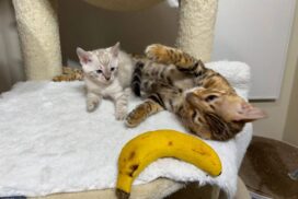 Bengal kitten adaptation to a home in New York
