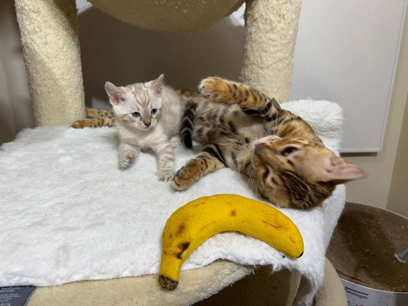 Bengal kitten adaptation to a home in New York