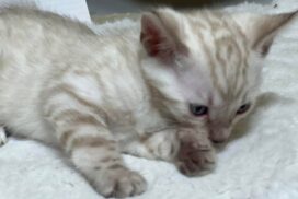 Bengal kitten Reginamur female S 1.5