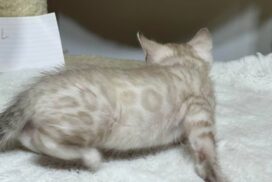 Bengal kitten Reginamur female S 1.5