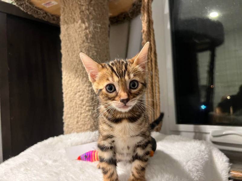 Bengal kitten Reginamur male L 1.2