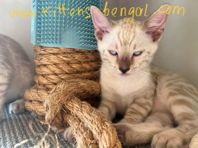 Bengal kitten Reginamur male B 6.6