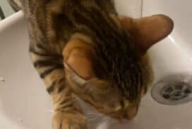 Do bengal cat drink a lot of water in New York City?