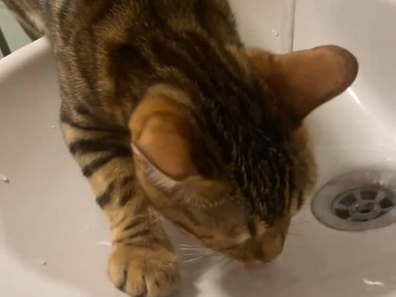 Bengal cat drinks water