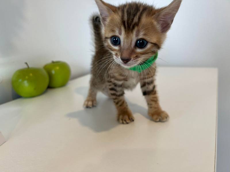 Female Aff 2.2 light green collar