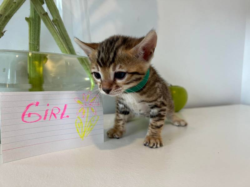 Female Aff 2.3 green collar