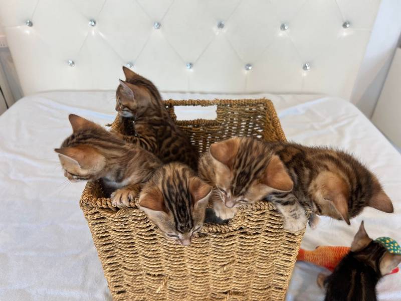 Reginamur Bengal kittens