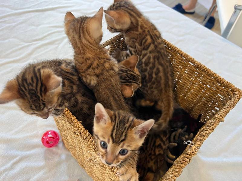 Reginamur Bengal kittens