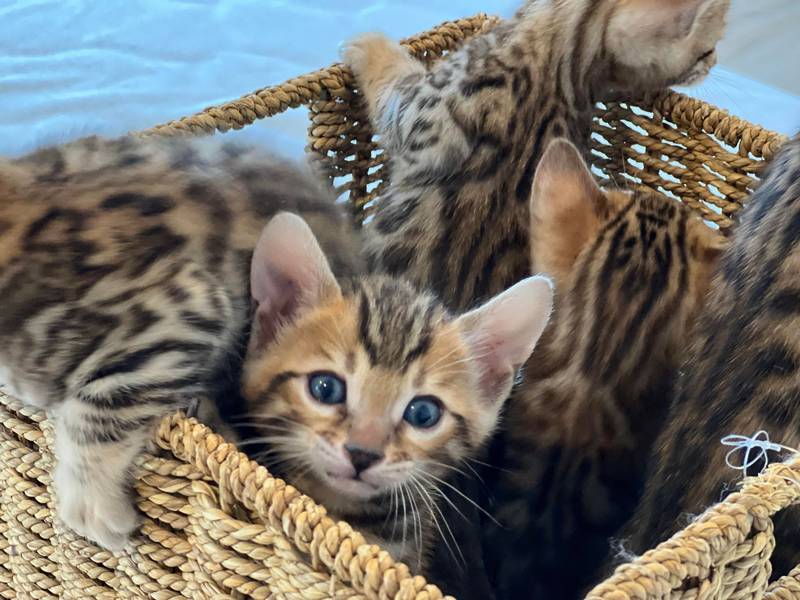 white baby bengal cat