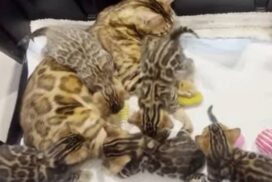 Available bengal kittens | Reginamur Bengal Cat’s Cattery | Bengal Kittens for sale