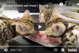 Bengal kittens eat meat  | Reginamur Bengal Cat’s Cattery | Bengal Kittens for sale