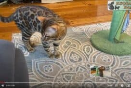 Bengal cat playing with a fish | Reginamur Bengal Cat’s Cattery