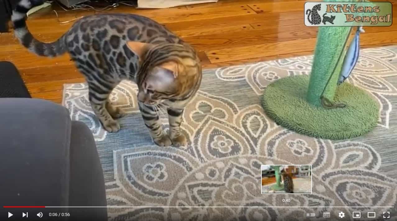 Bengal cat playing with a fish | Reginamur Bengal Cat’s Cattery