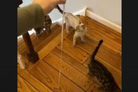 Bengal cats playing with a balloon | Reginamur Bengal Cat’s Cattery | Bengal Kittens for sale