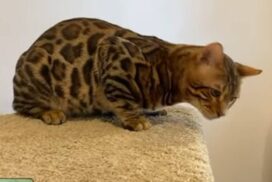 Bengal king Oskar | Reginamur Bengal Cat’s Cattery | Bengal Kittens for sale