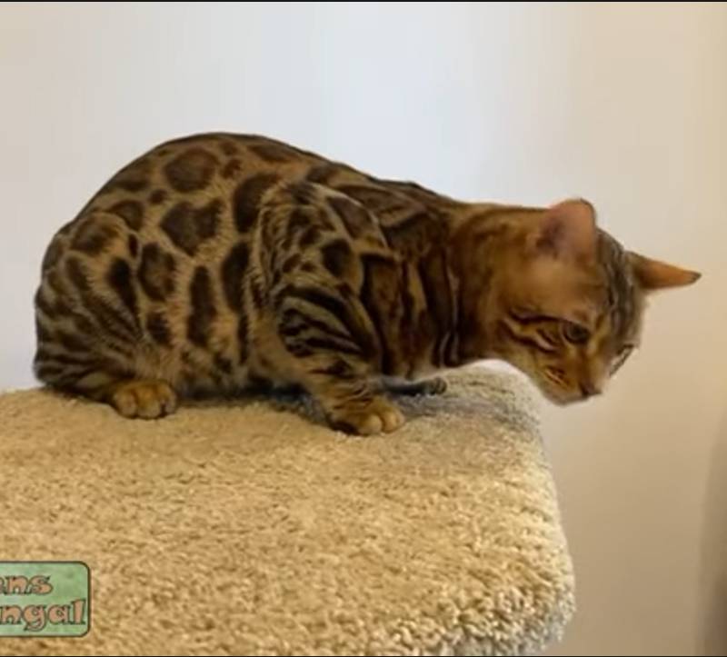 Bengal king Oskar | Reginamur Bengal Cat’s Cattery | Bengal Kittens for sale
