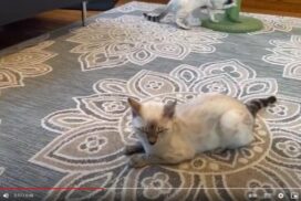 Snow bengal kittens play in the care of adult cats