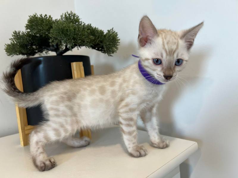 Bengal kitten Reginamur Female G 6.3 2