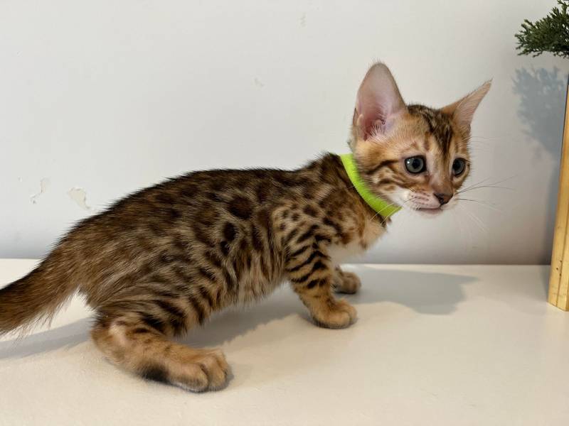 Bengal kittens available | Bengal kittens available now