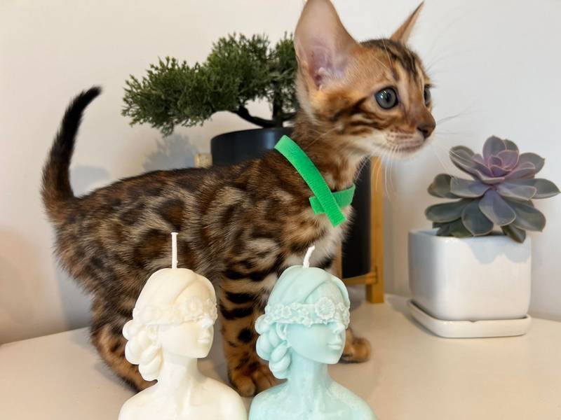 Bengal kitten Reginamur Female L 5.1 8